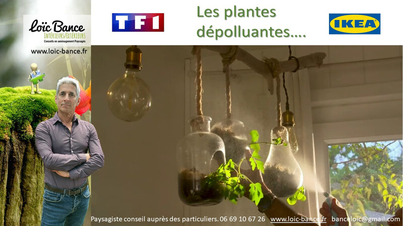 Paysagiste Biarritz Les plantes depolluantes dans nos interieurs