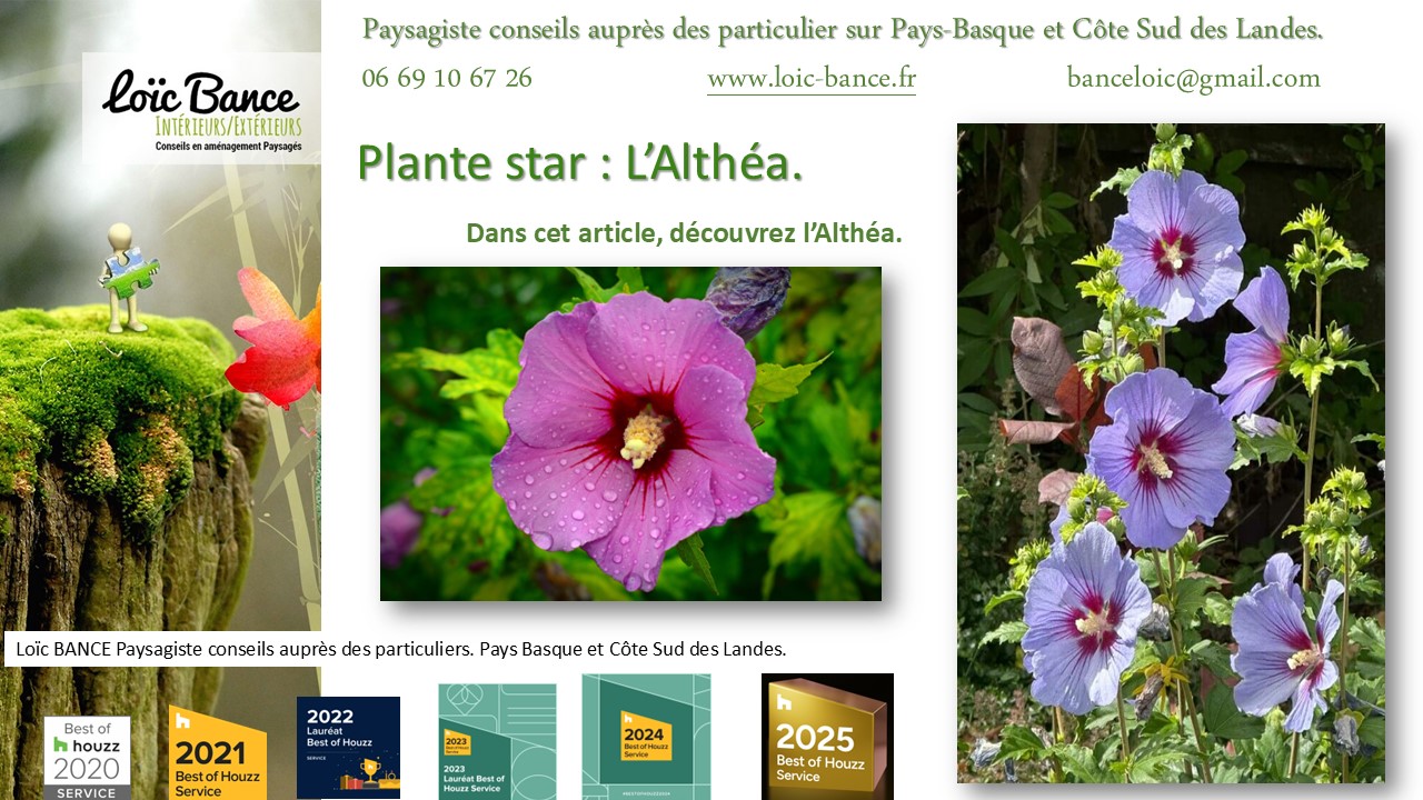 Fiche technique de l'Alth�a Hibiscus Biarritz paysages