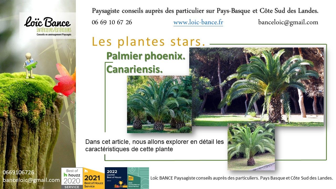 Palmier; Phoenix; Canariensis; Fiche technique; Itxassous; Paysagiste Itxassou; Paysages; Amnagements paysagers; Landes; Paysagiste Landes; Pays Basque; Paysagiste Pays Basque; Concepteur de jardins; Ahetze; Paysagiste Ahetze; Anglet; Paysagiste Anglet; Arbonne; Paysagiste Arbonne; Arcangues; Paysagiste Arcangues; Bayonne; Paysagiste Bayonne; Biarritz; Paysagiste Biarritz; Capbreton; Paysagiste Capbreton; Guthary; Paysagiste Guthary; Hossegor; Paysagiste Hossegor; Saint Jean de Luz; Paysagiste Saint Jean de Luz; Seignosse; Paysagiste Seignosse; 